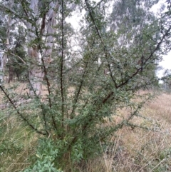Pyracantha angustifolia at Aranda, ACT - 18 Aug 2022