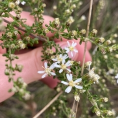 Olearia microphylla (Olearia) at Bruce Ridge to Gossan Hill - 17 Aug 2022 by Ned_Johnston