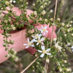 Olearia microphylla at Bruce, ACT - 18 Aug 2022 08:36 AM