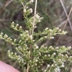 Olearia microphylla at Bruce, ACT - 18 Aug 2022 08:36 AM