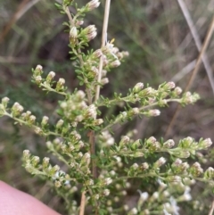 Olearia microphylla at Bruce, ACT - 18 Aug 2022