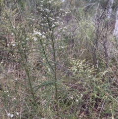 Olearia microphylla at Bruce, ACT - 18 Aug 2022