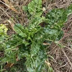 Beta vulgaris subsp. vulgaris at O'Connor, ACT - 18 Aug 2022 08:27 AM