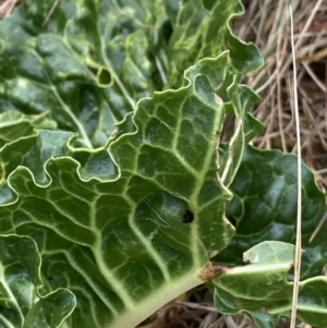 Beta vulgaris subsp. vulgaris at O'Connor, ACT - 18 Aug 2022