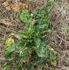 Beta vulgaris subsp. vulgaris at O'Connor, ACT - 18 Aug 2022