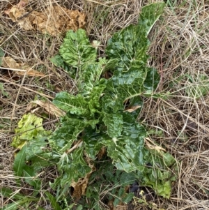 Beta vulgaris subsp. vulgaris at O'Connor, ACT - 18 Aug 2022 08:27 AM