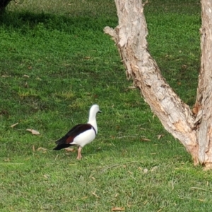 Radjah radjah at Bawley Point, NSW - 27 Aug 2022