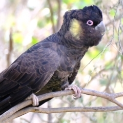 Zanda funerea (Yellow-tailed Black-Cockatoo) at Ginninderry Conservation Corridor - 27 Aug 2022 by Kurt