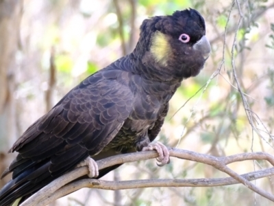 Zanda funerea (Yellow-tailed Black-Cockatoo) at Coree, ACT - 27 Aug 2022 by Kurt