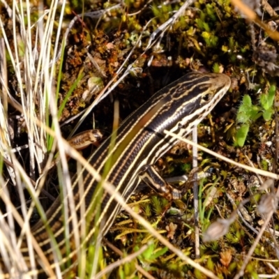 Ctenotus taeniolatus (Copper-tailed Skink) at Ginninderry Conservation Corridor - 27 Aug 2022 by Kurt