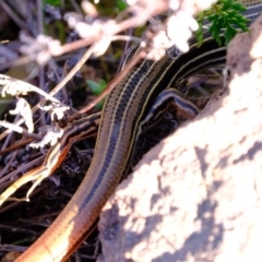 Ctenotus taeniolatus at Coree, ACT - 27 Aug 2022 03:42 PM