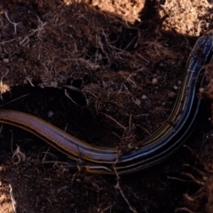 Ctenotus taeniolatus at Coree, ACT - 27 Aug 2022