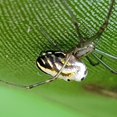 Leucauge dromedaria (Silver dromedary spider) at Ulladulla, NSW - 27 Aug 2022 by trevorpreston
