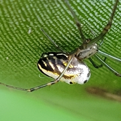 Unidentified Orb-weaving spider (several families) at Ulladulla, NSW - 27 Aug 2022 by trevorpreston
