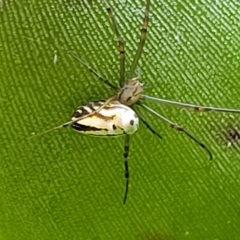 Leucauge dromedaria at Ulladulla, NSW - 27 Aug 2022