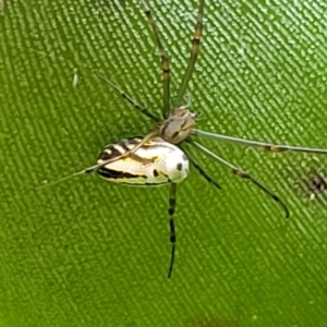 Leucauge dromedaria at Ulladulla, NSW - 27 Aug 2022 04:52 PM