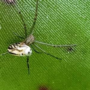 Leucauge dromedaria at Ulladulla, NSW - 27 Aug 2022