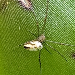 Leucauge dromedaria at Ulladulla, NSW - 27 Aug 2022