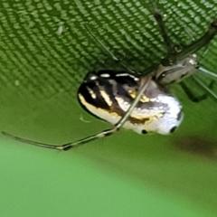 Leucauge dromedaria at Ulladulla, NSW - 27 Aug 2022