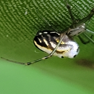 Leucauge dromedaria at Ulladulla, NSW - 27 Aug 2022 04:52 PM