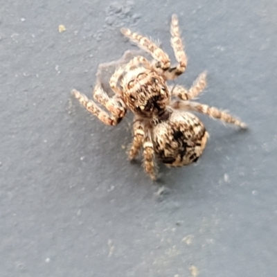 Servaea sp. (genus) (Unidentified Servaea jumping spider) at Ulladulla, NSW - 27 Aug 2022 by trevorpreston