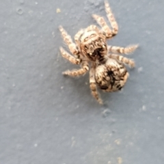 Servaea sp. (genus) at Ulladulla, NSW - 27 Aug 2022 04:53 PM