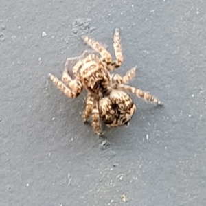 Servaea sp. (genus) at Ulladulla, NSW - 27 Aug 2022