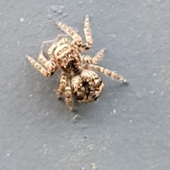 Servaea sp. (genus) at Ulladulla, NSW - 27 Aug 2022 04:53 PM