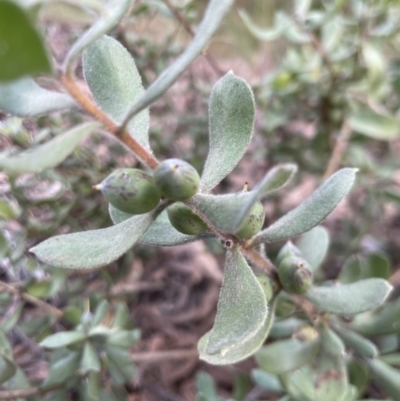 Persoonia rigida (Hairy Geebung) at Aranda, ACT - 27 Aug 2022 by lbradley