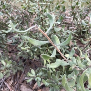 Persoonia rigida at Aranda, ACT - 27 Aug 2022