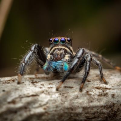 Jotus auripes (Jumping spider) at Hackett, ACT - 27 Aug 2022 by Boagshoags