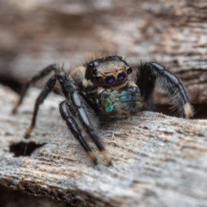 Jotus auripes at Hackett, ACT - 27 Aug 2022 02:06 PM