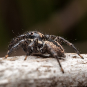 Jotus auripes at Hackett, ACT - 27 Aug 2022 02:06 PM