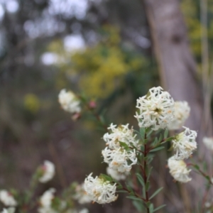 Pimelea linifolia subsp. linifolia at Farrer, ACT - 14 Aug 2022 11:09 AM