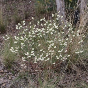 Pimelea linifolia subsp. linifolia at Farrer, ACT - 14 Aug 2022