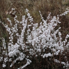 Styphelia attenuata at Farrer, ACT - 14 Aug 2022