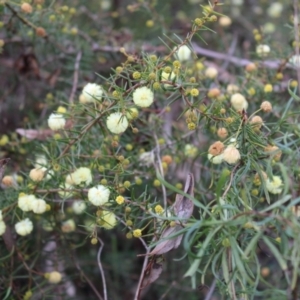 Acacia ulicifolia at Farrer, ACT - 14 Aug 2022