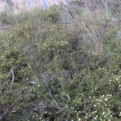 Acacia ulicifolia at Farrer, ACT - 14 Aug 2022 11:42 AM