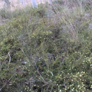 Acacia ulicifolia at Farrer, ACT - 14 Aug 2022