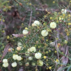 Acacia ulicifolia at Farrer, ACT - 14 Aug 2022 11:42 AM