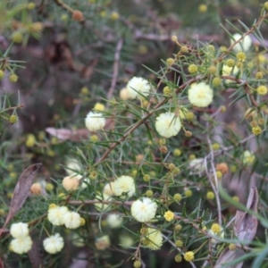 Acacia ulicifolia at Farrer, ACT - 14 Aug 2022