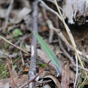 Caladenia atrovespa at Farrer, ACT - suppressed