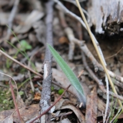 Caladenia atrovespa (Green-comb Spider Orchid) at Farrer, ACT - 14 Aug 2022 by Tapirlord