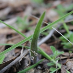 Caladenia atrovespa at Farrer, ACT - suppressed