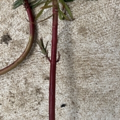 Euphorbia lathyris at Stromlo, ACT - 27 Aug 2022