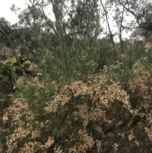 Cassinia sifton at Farrer, ACT - 14 Aug 2022