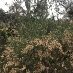 Cassinia sifton at Farrer, ACT - 14 Aug 2022 12:23 PM