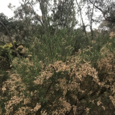 Cassinia sifton (Sifton Bush, Chinese Shrub) at Farrer Ridge - 14 Aug 2022 by Tapirlord