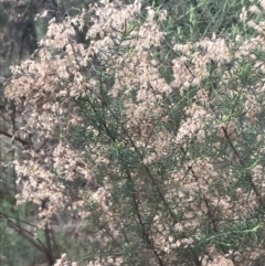 Cassinia sifton at Farrer, ACT - 14 Aug 2022