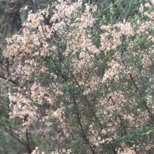 Cassinia sifton at Farrer, ACT - 14 Aug 2022 12:23 PM